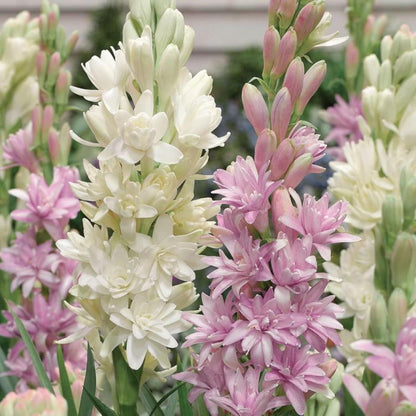 Rajnigandha Double Petal Tuberose Bulbs Fragrant Flower Seeds – Pack of 2