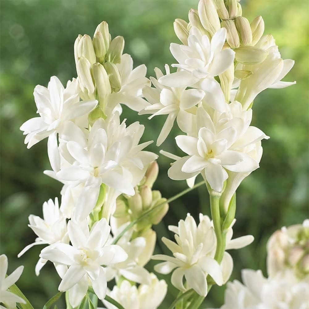 Rajnigandha Double Petal Tuberose Bulbs Fragrant Flower Seeds – Pack of 2