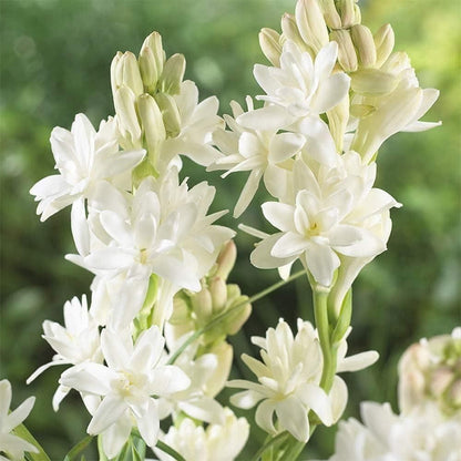 Rajnigandha Double Petal Tuberose Bulbs Fragrant Flower Seeds – Pack of 2