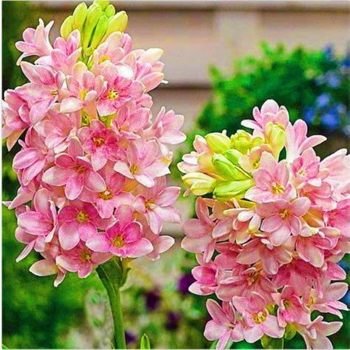 Rajnigandha Double Petal Tuberose Bulbs Fragrant Flower Seeds – Pack of 2