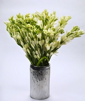 Rajnigandha Double Petal Tuberose Bulbs Fragrant Flower Seeds – Pack of 2